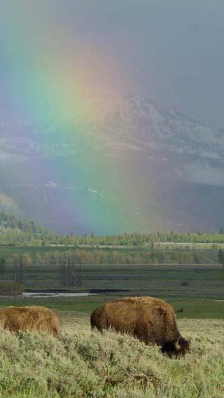 EPIC YELLOWSTONE