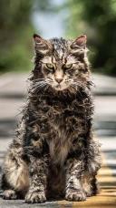 PET SEMATARY